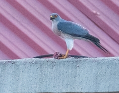 Accipiter badius