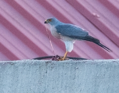 Accipiter badius