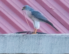 Accipiter badius