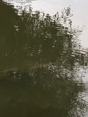 Apalone ferox