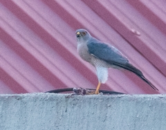 Accipiter badius