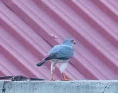 Accipiter badius