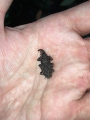 Cactophagus verrucosus