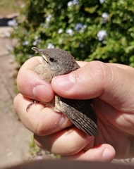Troglodytes aedon