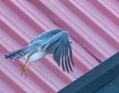 Accipiter badius