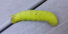 Smerinthinae
