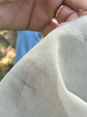 Diogmites crudelis