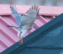 Accipiter badius