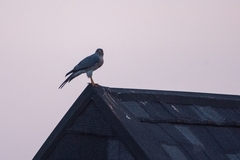 Accipiter badius