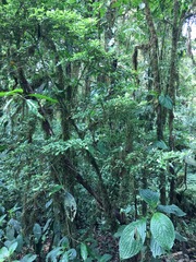 Psychotria parvifolia