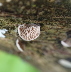 Crepidotus cesatii