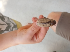 Dermolepida albohirtum