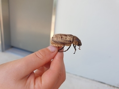 Dermolepida albohirtum