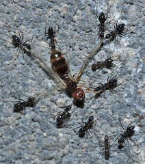 Paratrechina longicornis