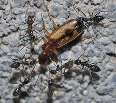 Paratrechina longicornis