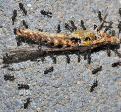Paratrechina longicornis