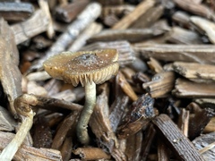 Psilocybe cyanofibrillosa