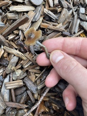 Psilocybe cyanofibrillosa
