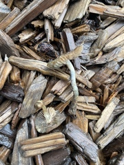 Psilocybe cyanofibrillosa