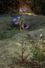 Phacelia campanularia vasiformis