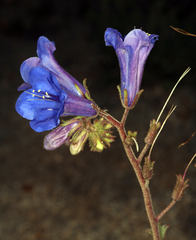 Phacelia campanularia vasiformis