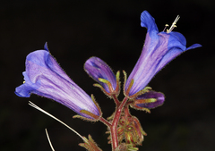 Phacelia campanularia vasiformis
