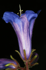 Phacelia campanularia vasiformis