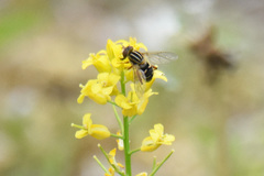 Anasimyia anausis
