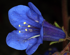 Phacelia campanularia vasiformis