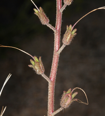Phacelia campanularia vasiformis