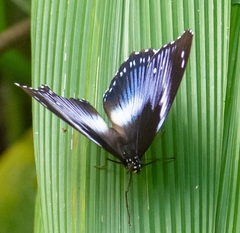 Hypolimnas salmacis salmacis