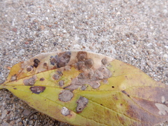 Pachypsylla celtidisvesicula