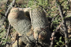 Escobaria chihuahuensis