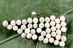 Trissolcus