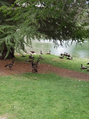 Branta canadensis