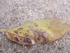 Pachypsylla celtidisvesicula