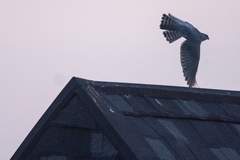 Accipiter badius