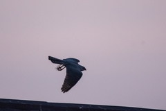 Accipiter badius