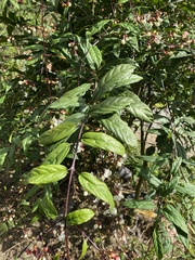 Clerodendrum schmidtii