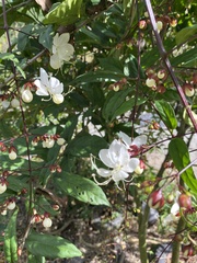 Clerodendrum schmidtii