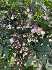 Clerodendrum schmidtii