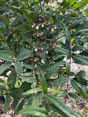 Clerodendrum schmidtii