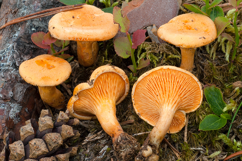 False Chanterelle Mushrooms False Chanterelle Mushrooms