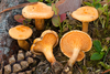 False Chanterelle - Photo (c) Federico Calledda, some rights reserved (CC BY-NC), uploaded by Federico Calledda