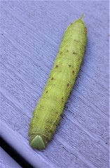 Smerinthinae