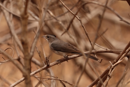 Grey Pileated Finch (Coryphospingus pileatus), photo 7