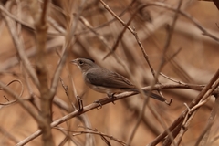 Coryphospingus pileatus