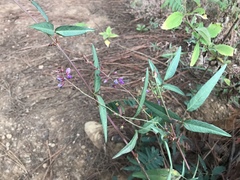 Desmodium cordistipulum