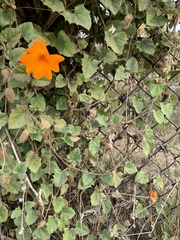Thunbergia gregorii