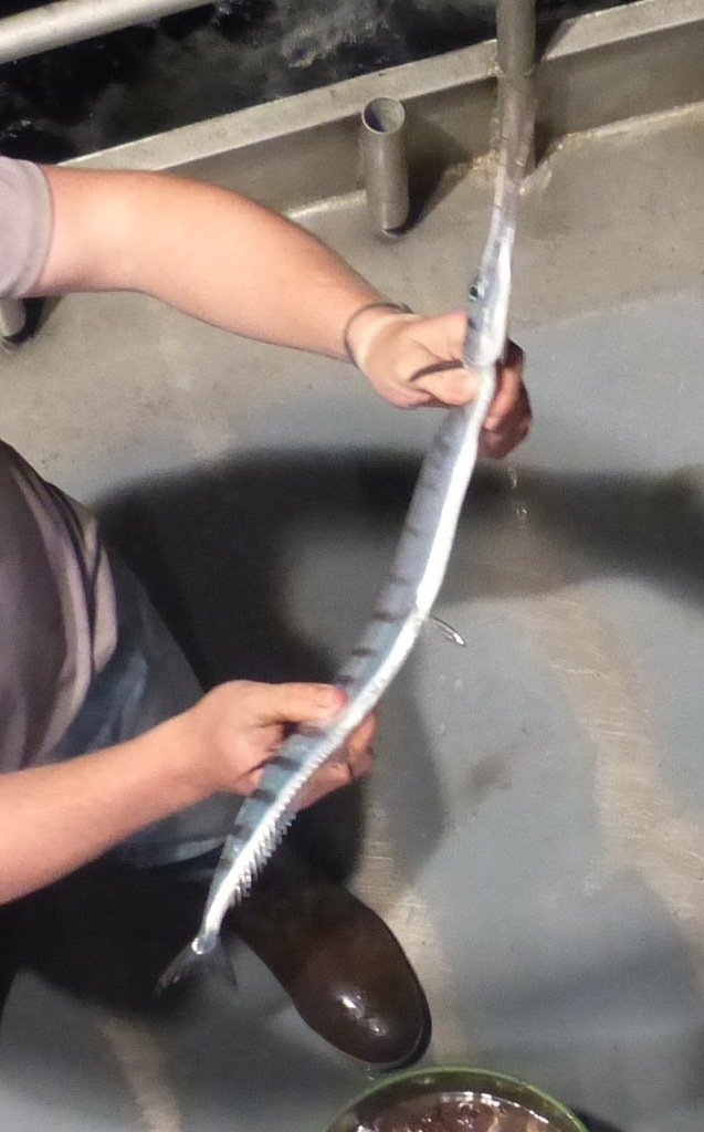Flat Needlefish
